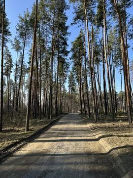 Forest path stretches through tall trees under clear blue sky Stock Photos