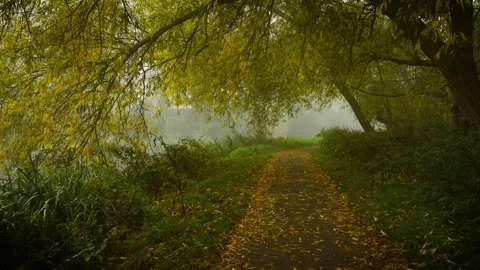 Forest path stretching through dense fog under autumn canopy. Light mist Stock Footage 326676217