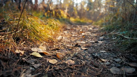 Forest path strewn with leaves 스톡 동영상 168116931