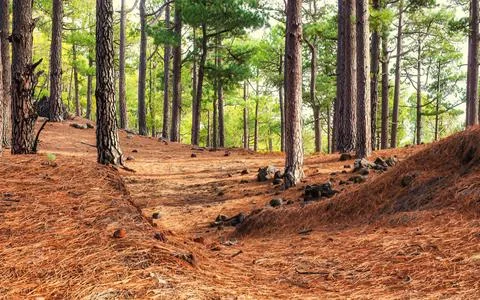 Forest path strewn with pine needles between tall pine trees in sunlight Stock Photos