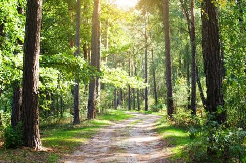 Forest path in the summer forest. Blooming greenery, wildlife Stock-Fotos
