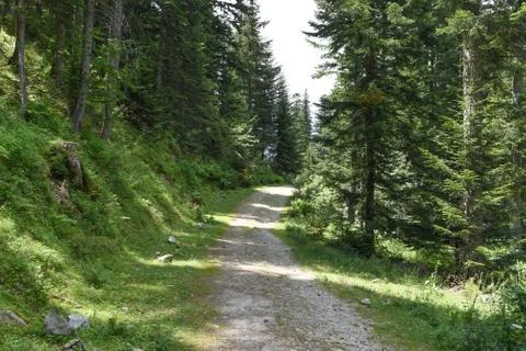 Forest path in summer Stock Photos