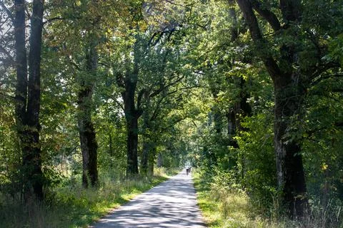 Forest Path in Summer Stock Photos