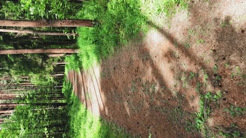 Forest path on a summer sunny day. Vertical Stock Footage 133382857