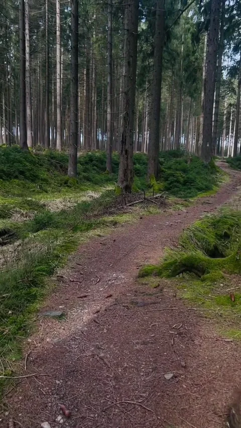 Forest Path in Summer, Vogtland Stock Footage 310874258