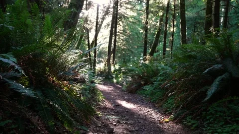 Forest Path with Sun and Ferns Stock Footage 341366695