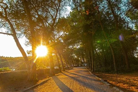 Forest path with sun rays at golden hour. Sunlight shining through pine trees Stock Photos