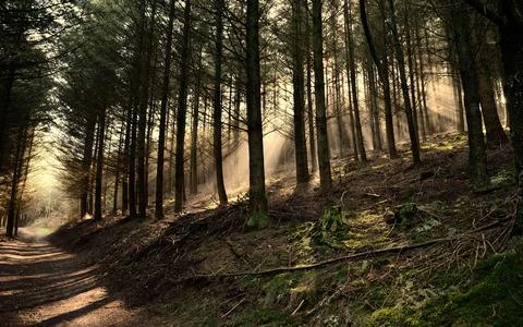 Forest Path with Sun Rays in Misty Woodland Landscape Stock Photos