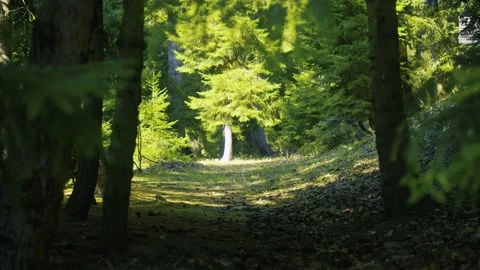 Forest Path With Sunlight And Shadows, A peaceful forest path is illuminated Vidéo 335471548