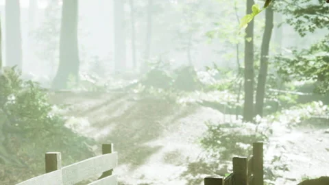 Forest path with sunlight filtering through trees in morning light Stock Footage 342062470