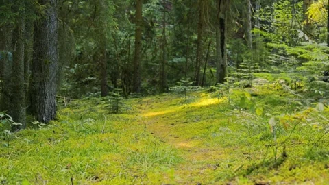 Forest path with sunlight, nature and environmental conservation Stock Footage 336732838
