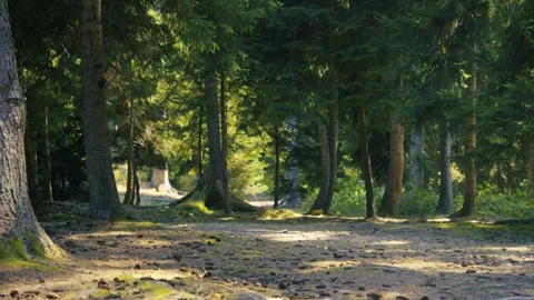 Forest Path Sunlight, Nature Serenity, And Outdoor Adventure Vidéo 335471552