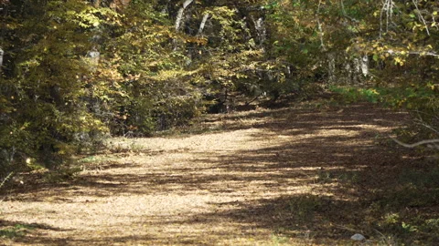Forest Path Sunlight Trees - A view of a forest path with dappled sunlight Stock Footage 318586718
