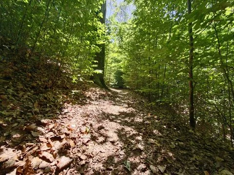 Forest path sunlit greenery narrow trail winding through dense trees with l.. Stock Photos