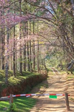 Forest path on a sunny day Stock Photos