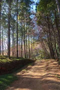 Forest path on a sunny day Stock Photos