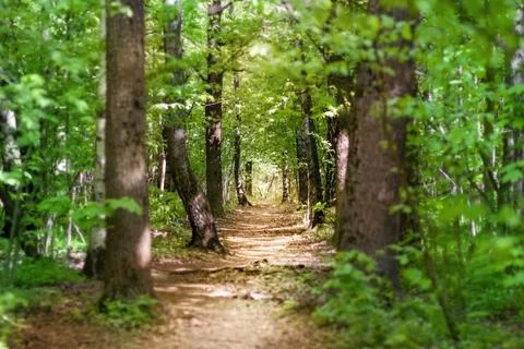 Forest path on a sunny spring day. Way. Selective focus. Stock Photos