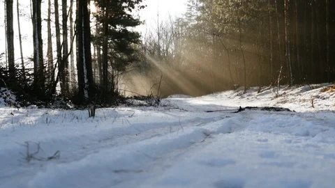 Forest path at sunrise in the winter Stock Footage 104728658