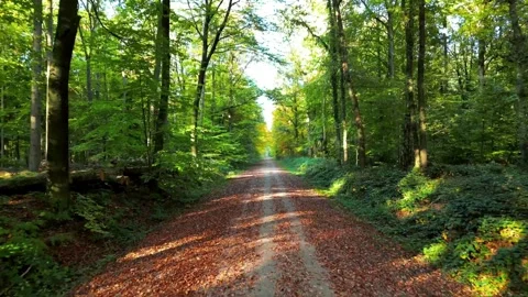 Forest path surrounded by autumn trees Stock-Footage 282445145