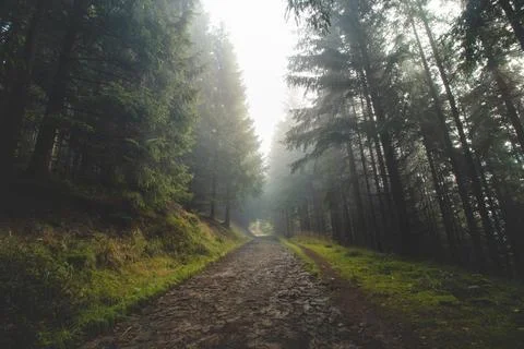Forest path is surrounded by coniferous forests and the morning sun streams t Stock Photos