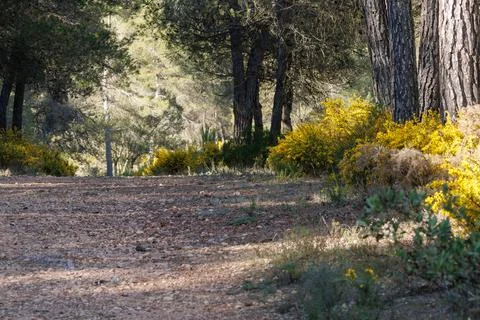 Forest Path Surrounded by Gorse Towards the Mariola Spring Stockfoto's