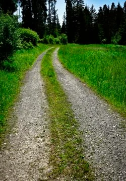 A forest path surrounded by green grass Stock Photos