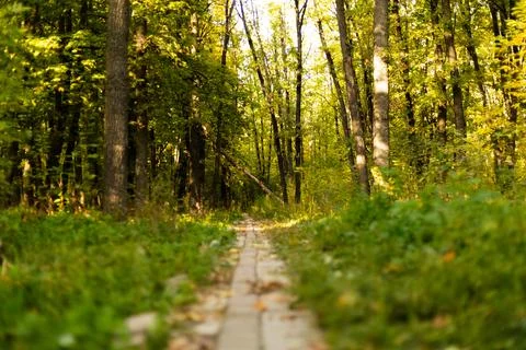 Forest path surrounded by tall green trees in early autumn Stock Photos