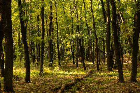 Forest path surrounded by tall green trees in early autumn Stock Photos