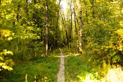 Forest path surrounded by tall green trees in early autumn Stock Photos