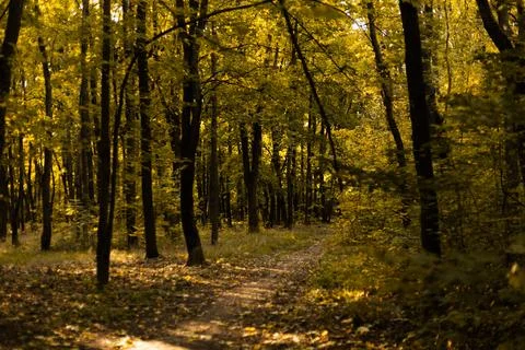 Forest path surrounded by tall green trees in early autumn Stock Photos