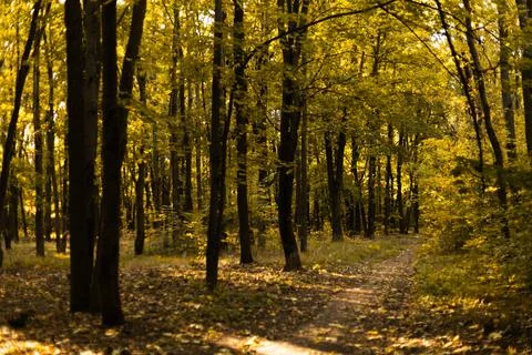 Forest path surrounded by tall green trees in early autumn Stock Photos
