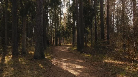 Forest Path Surrounded by Tall Pine Trees in Spring Video stock 309483284