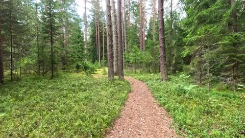 Forest path surrounded by tall pine trees in summer daylight Stock Footage 321241985