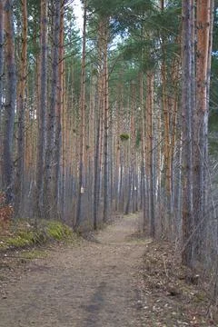 A forest path surrounded by tall pine trees with birdhouses on the tree trunk Stock Photos