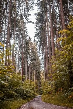 Forest Path Surrounded by Tall Trees Foto stock
