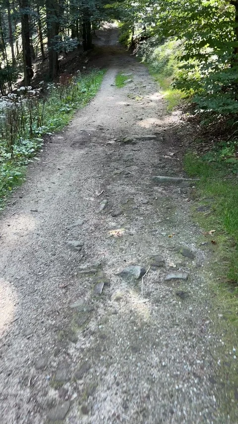 Forest path surrounded by trees and green vegetation. Stock Footage 346729947