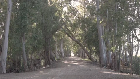 Forest path surrounded by trees. 動画素材 145376640