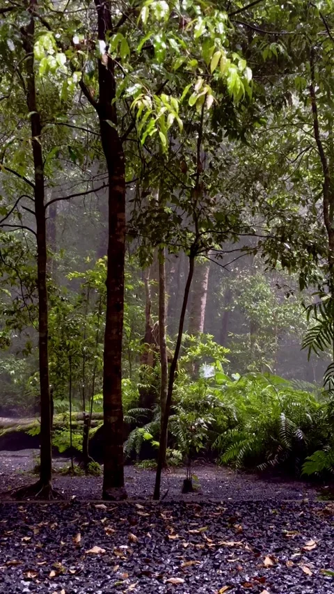 Forest path surrounded by wet green trees Stock Footage 335431146