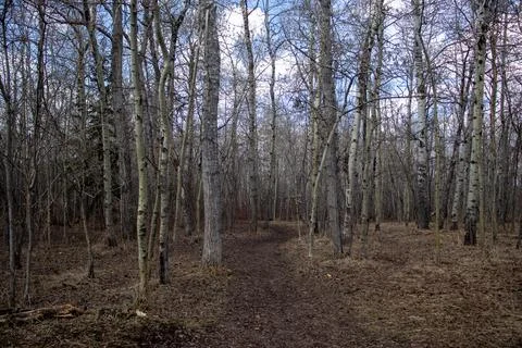Forest Path with Surrounding Trees Stock Photos