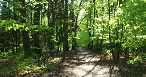 Forest Path in Szczecin Poland with Sunlight Through Trees Vídeos de archivo 334330830