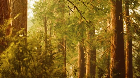 Forest path with tall trees in bright sunlight during daytime hours Stock Footage 339868298