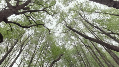 Forest Path with Tall Trees Stock Footage 282934856
