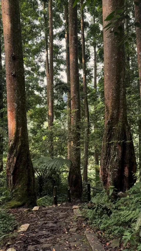 Forest Path with Tall Trees, Lush Greenery, Upward Tilting Vertical Shot Stock Footage 321104490