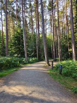 Forest Path with Tall Trees in the UK Stock Photos