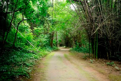 Forest path in Thailand Stock Photos