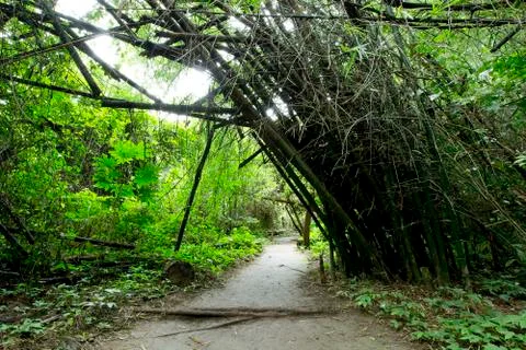 Forest path in Thailand Stock Photos