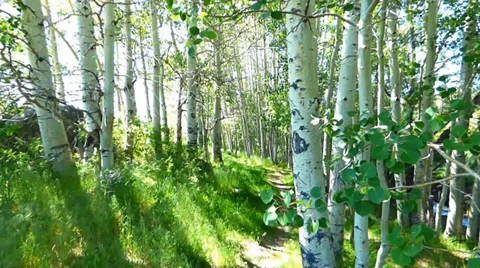 Forest Path Through Aspen Grove Stock-Footage 39637819