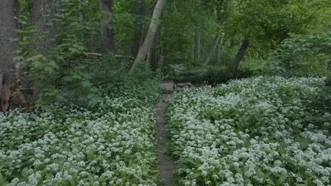 Forest Path Through Blooming Wild Garlic Lummelunda Gotland Stock Footage 331085285