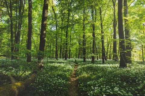 Forest path through blooming wild garlic in Ostrava Czechia during sunrise Stockfoto's