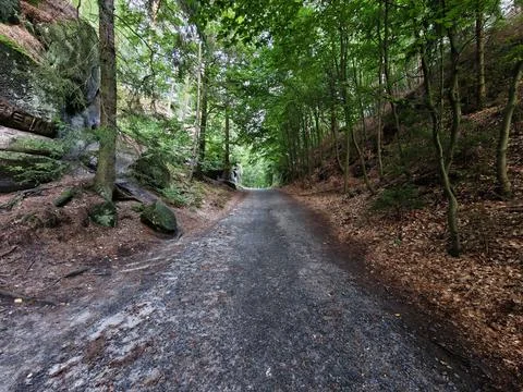 Forest path through dense green woodland along rocky banks, damp gravel roa.. 写真素材